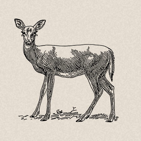 22. Suprême de faisan crème à la fine Champagne, pomme et airelles